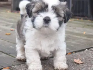 En skøn Lhasa apso dreng m. Stamtavle