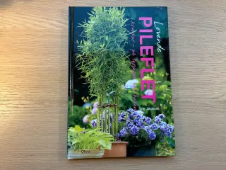 Levende PILEFLET i krukker, på terassen og i haven