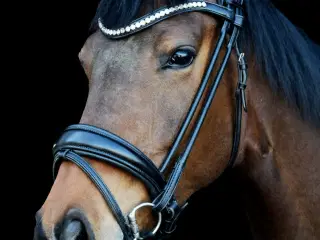 Skøn velgående Dressur hoppe