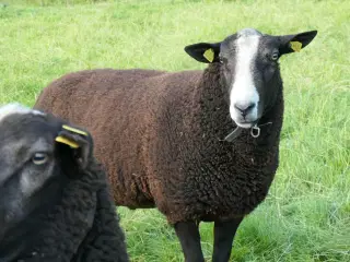 Zwartbles Vædder, m3, stamtavle, vaccineret