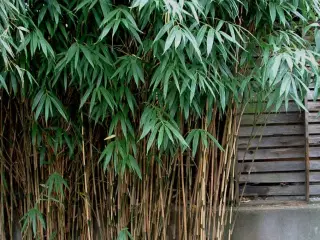 Japansk Bambus Pseudosasa Japonica 1,3 m