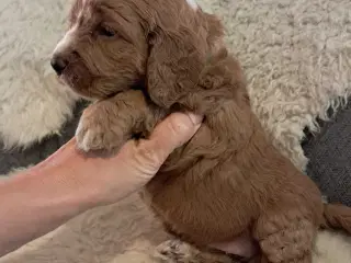Smukke små cockapoo 