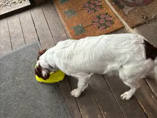 Springer Spaniel