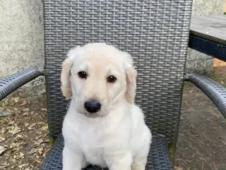 Labradoodle hvalpe