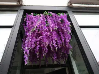 Udendørs hængeplante