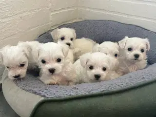 malteser/Bichon Bolognese hvalpe