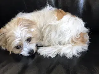 Voksen Jack russell / malteser tæve 