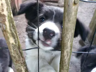 Vidunderlig Border collie hvalp