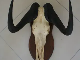 Jagttrofæ, gnu, Sydafrika