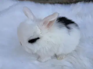 Minilop, 0 år