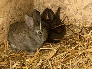 Belgisk kæmpe hanner og hunner