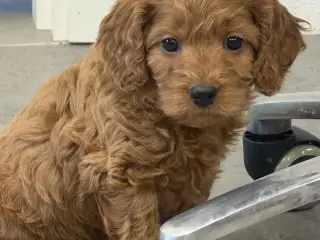 ❤️🐶 Cavapoo hvalpe – 2 drenge Tilbage 🐶