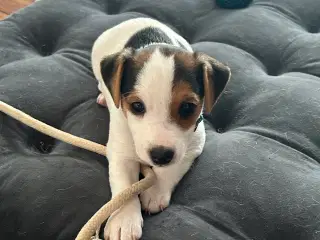 Jack Russell hvalp