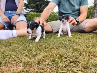 Dansk Svensk Gårdhundehvalpe