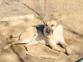 Super smuk han søger familie