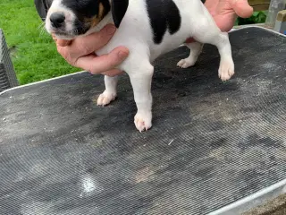 Dansk/Svensk gårdehunde hvalpe 