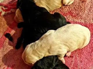 Cockapoo