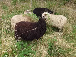 Islandske gimmerlam 