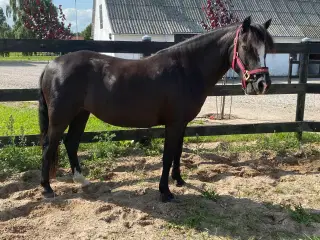 1 Kl. Dartmoor hoppe