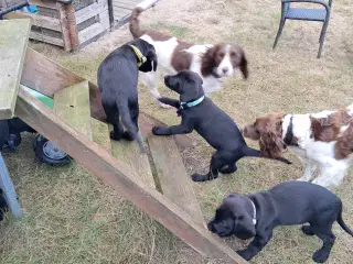 Springador hvalpe