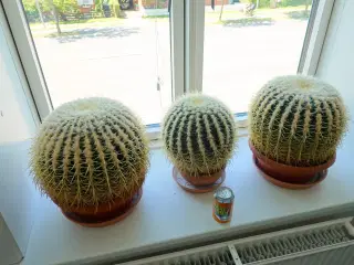 Kæmpe Kuglekaktusser Echinocactus Grusonii