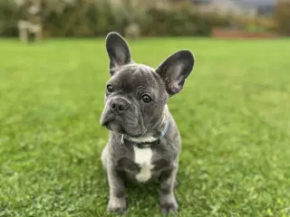 🐾Hvalp søger nyt kærligt hjem🐾