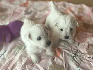 West Highland White Terrier hvalpe