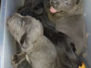 Cane Corso hvalpe med de sødeste blå øjne 