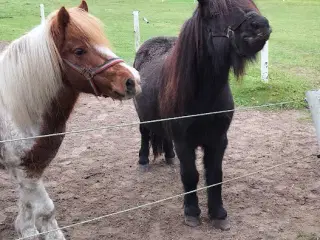 2 ponyer til salg, sælges fortrukken samlen