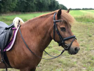 Skøn pony sælges 