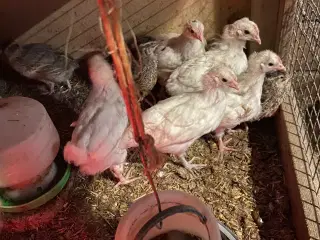 Kyllinger 4 uger gamle blandings 50kr stk