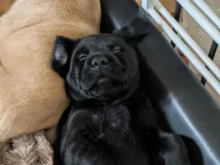 Labrador blandings hvalpe