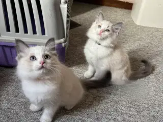 Ragdoll hankillinger 