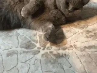 British Shorthair hunkat søger nyt hjem 🐾💗