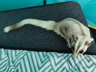 Sugarglider - Flyvepungegern 