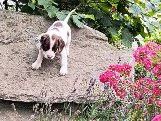 FT Springer spaniel