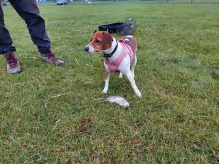 Parring søges til dansk svensk gårdhund