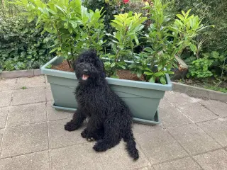 Goldendoodle hvalp 5 mdr.