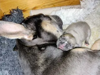 Fransk Bulldog Hvalpe