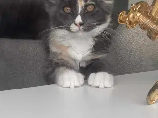 To Maine coon hunkatte
