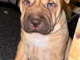 Sharpei/Engelsk Staffordshire Bullterrier