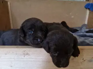 Labrador hundehvalpe