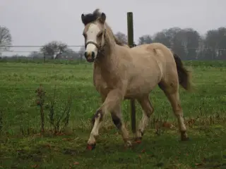 Top charmerende hingsteføl