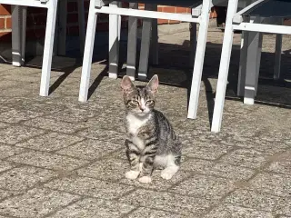 Søde kattekillinger 