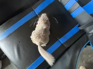 Chinchilla unge seks uger gammel