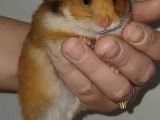 Guldhamster unger 