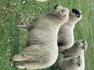 Valais Blacknose, vædderlam