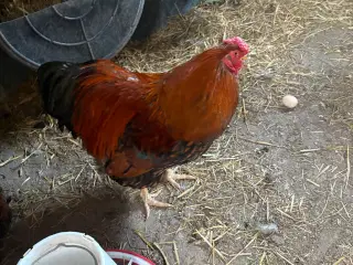 Wyandotter haner