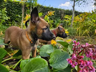 Belgisk Malinois hvalpe til salg 