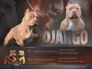 American bully pocket han til avl 